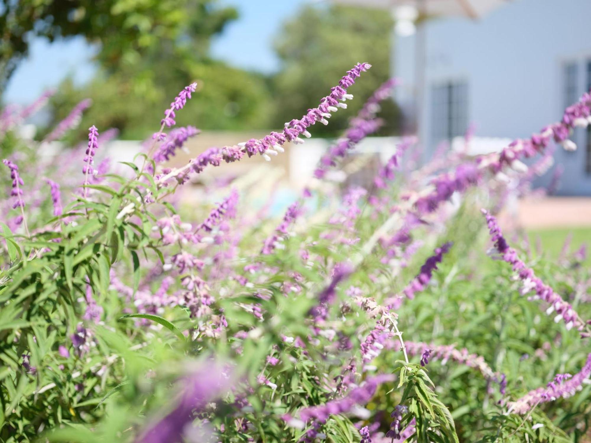 Adara Palmiet Valley Luxurious Boutique Farm Hotel 파를 외부 사진